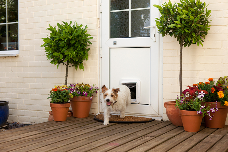 pet_door_to_garden