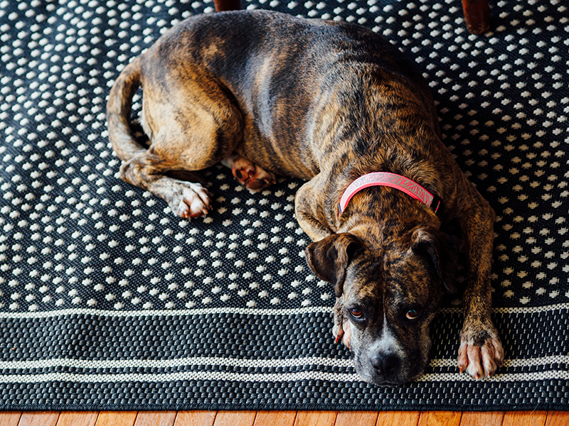 Dog lying on a rug.